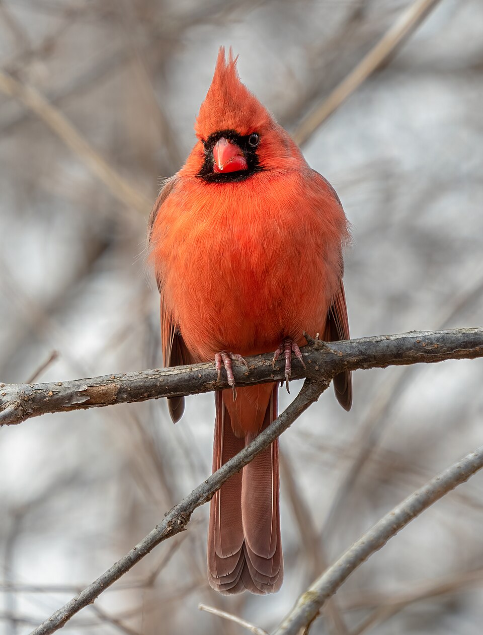 Northern Cardinal, the state bird of West Virginia